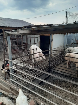 vand porci metis duroc cu petrean