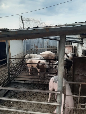 vand porci metis duroc cu petrean - imagine 3