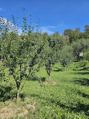Teren intravilan comuna Botoșana, județul Suceava - imagine 4
