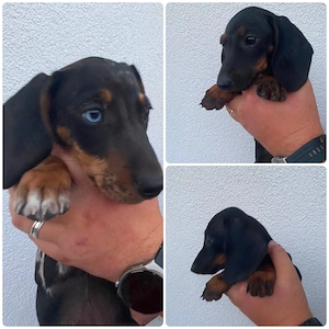 Teckel Negru arlechin si  Negru