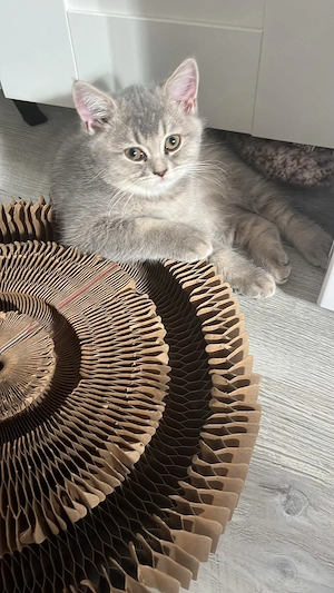 British shorthair tabby băiat  - imagine 3
