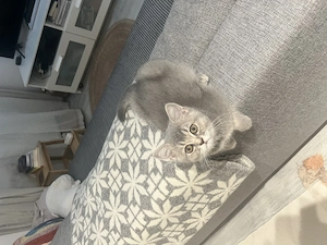 British shorthair tabby băiat  - imagine 2