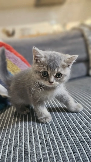 British shorthair tabby băiat  - imagine 5