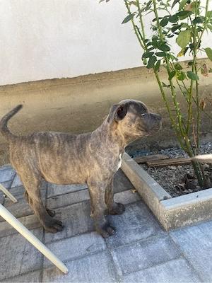 Catelusa cane corso. Super pret!! - imagine 5