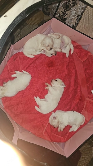 bichon maltez talie mica  - imagine 2