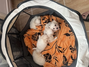 Bichon maltez talie mică  - imagine 4
