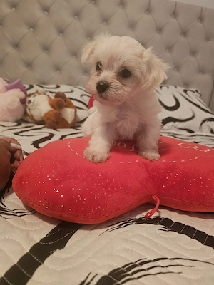 Bichon maltez talie mică 