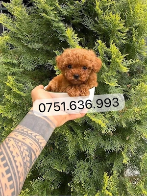 Vand puiuti Pudel Toy  Mini, atat fetite cat si baietei roscati red! Transport