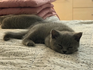 motanel british shorthair  - imagine 4