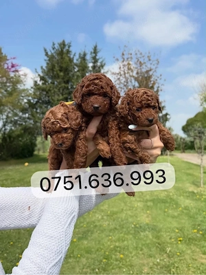 Pui Pudel Toy - Mini   de vanzare! disponibili acum, superbi, gata de plecare!