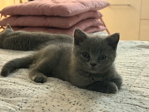 motanel british shorthair  - imagine 3
