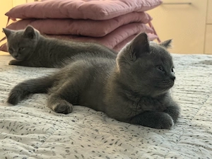 motanel british shorthair 
