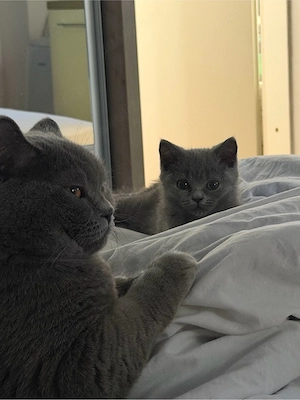 motanel british shorthair  - imagine 5