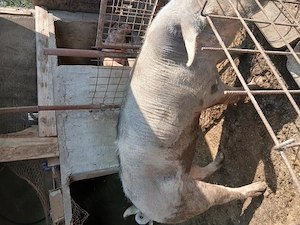 Vand porci mici și mari 