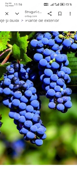 struguri căpșunica pt vin
