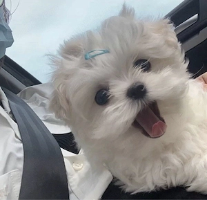 bichon maltez mini toy superb - imagine 3