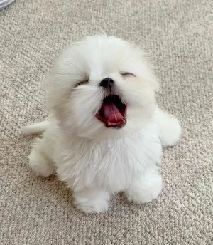 bichon maltez mini toy superb - imagine 2