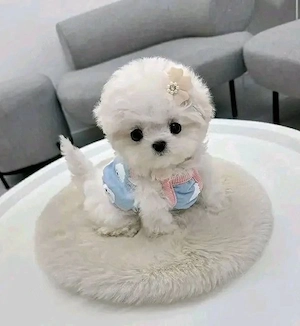 bichon maltez mini toy  - imagine 3