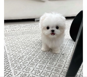 pui bichon maltez mini toy - imagine 3
