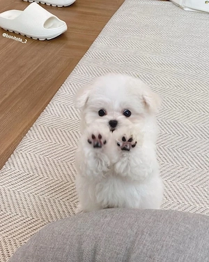 pui bichon maltez mini toy - imagine 5