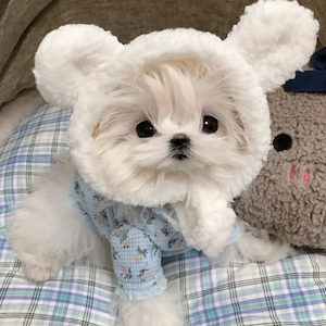 bichon maltez mini toy  - imagine 4