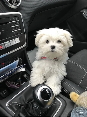 bichon maltez mini toy trecupe  - imagine 5
