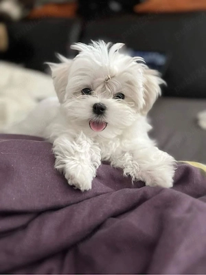 bichon maltez mini toy trecupe  - imagine 4