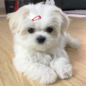 bichon maltez mini toy trecupe  - imagine 3