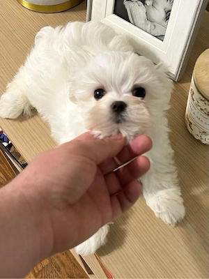 bichon maltez mini toy  - imagine 4