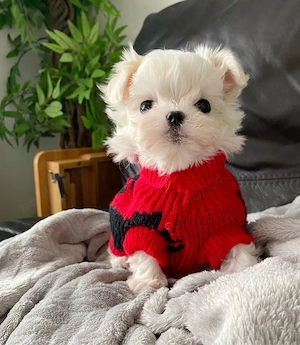 bichon maltez mini toy  - imagine 3