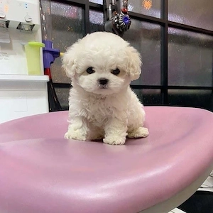 bichon maltez mini toy  - imagine 2