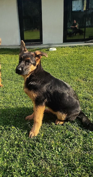 Ciobănesc German   3 femeluțe, părinți cu pedigree COR - imagine 2