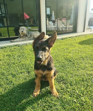 Ciobănesc German   3 femeluțe, părinți cu pedigree COR - imagine 4