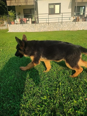 Ciobănesc German   3 femeluțe, părinți cu pedigree COR - imagine 6