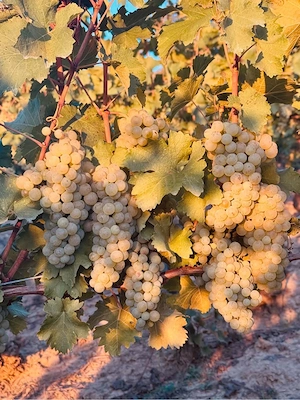 Struguri Sauvignon