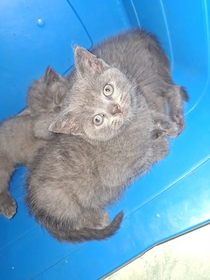 Vand pui de pisica british shorthair