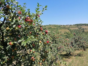 Vând mere 1 leu kg pentru industrializare 