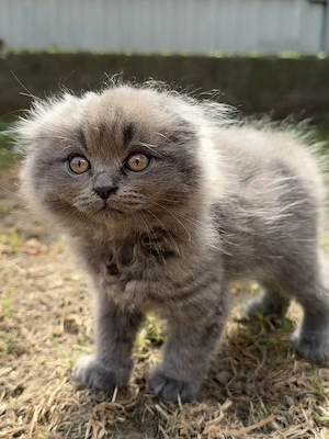 Scottish fold long hair - imagine 2