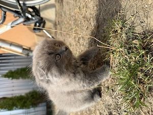 Scottish fold long hair - imagine 5