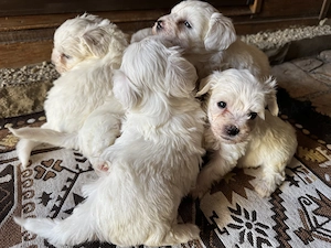 Bichon maltez