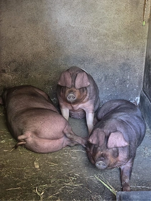 Porci rasa de carne