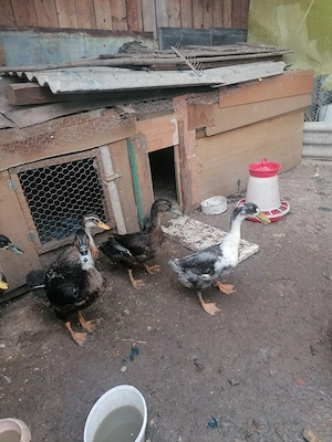 De vânzare. 6 rate tinere. Frumoase. Undeva la 3 kg. Oradea episcopia 50 lei buc urgent - imagine 3