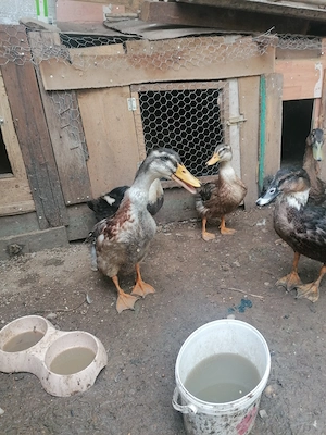 De vânzare. 6 rate tinere. Frumoase. Undeva la 3 kg. Oradea episcopia 50 lei buc urgent - imagine 2