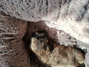 Catelusi rasa shih-tzu - imagine 2
