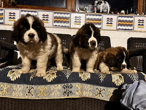 Vând căței Saint- Bernard 