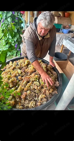 vând struguri de vin feteasca regală 