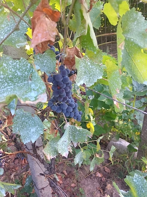 struguri de vin
