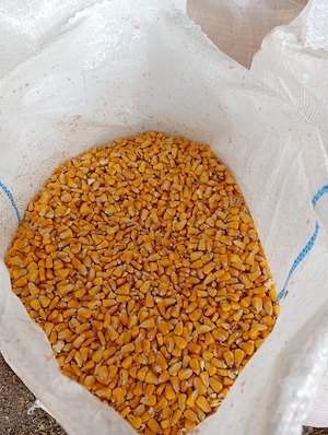 p0rumb de vânzare  1,20 kg