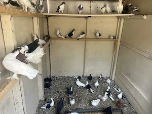 Lichidez voliera 60 70 jucători și mai multe rase.