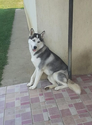3 căței Husky Siberian - un băiat și 2 fete - Ochi Albaștri - Rasă pură - imagine 3
